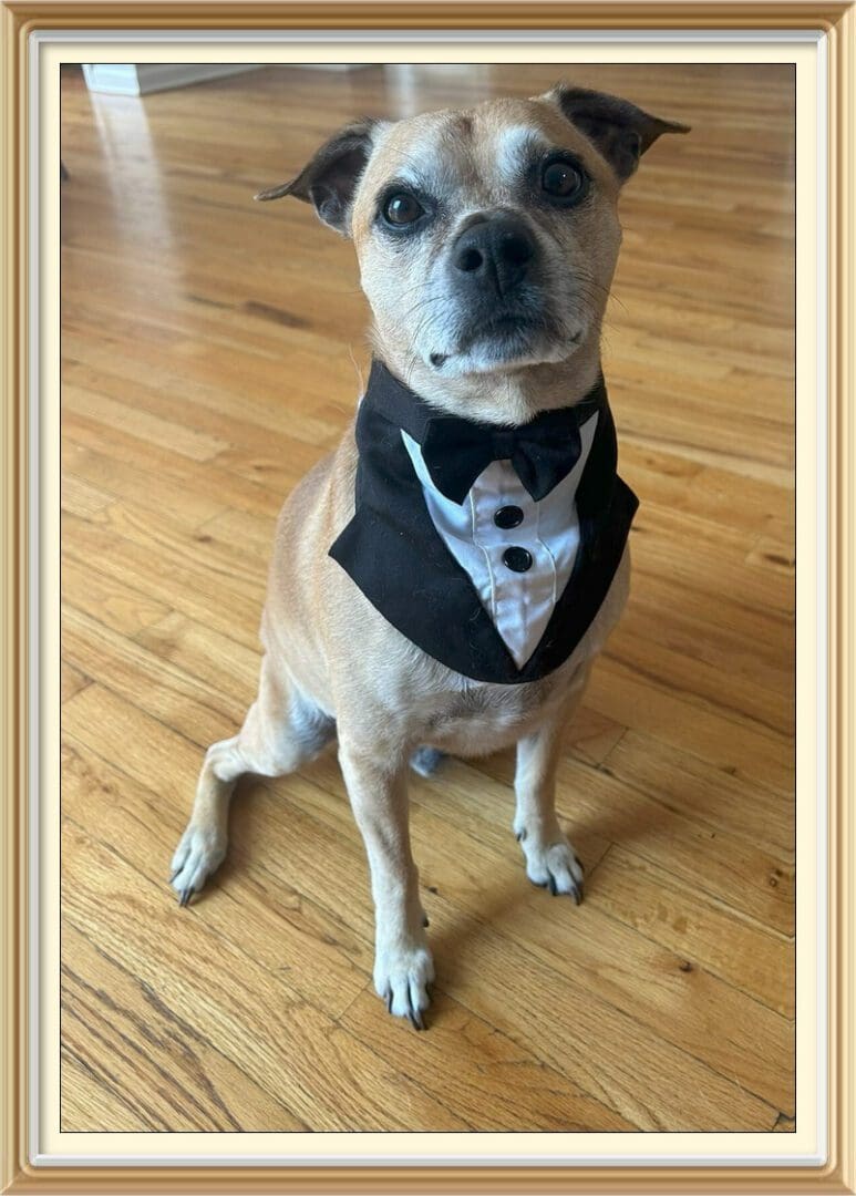 Small dog wearing tuxedo on hardwood floor