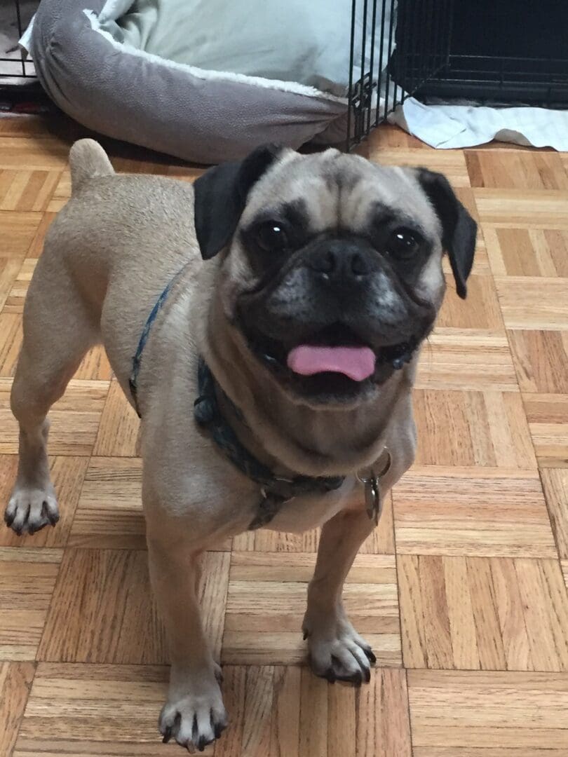 Smiling tan pug standing on hardwood floor