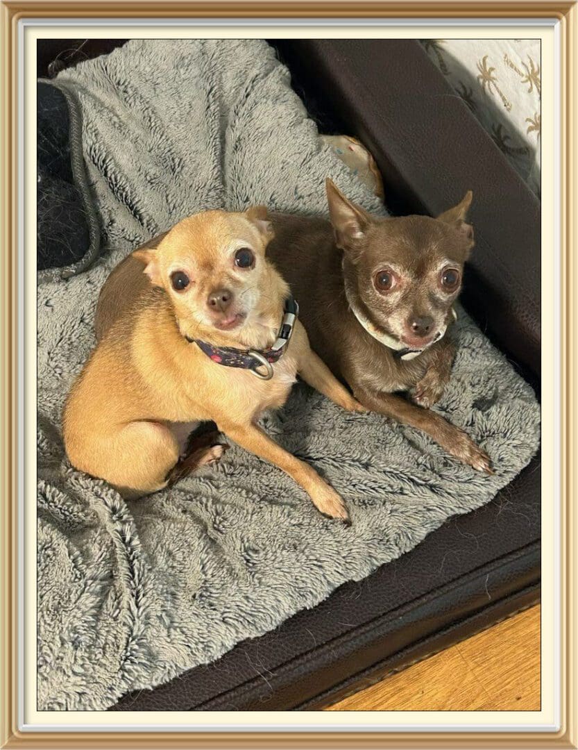 Two small chihuahuas cuddled on gray blanket